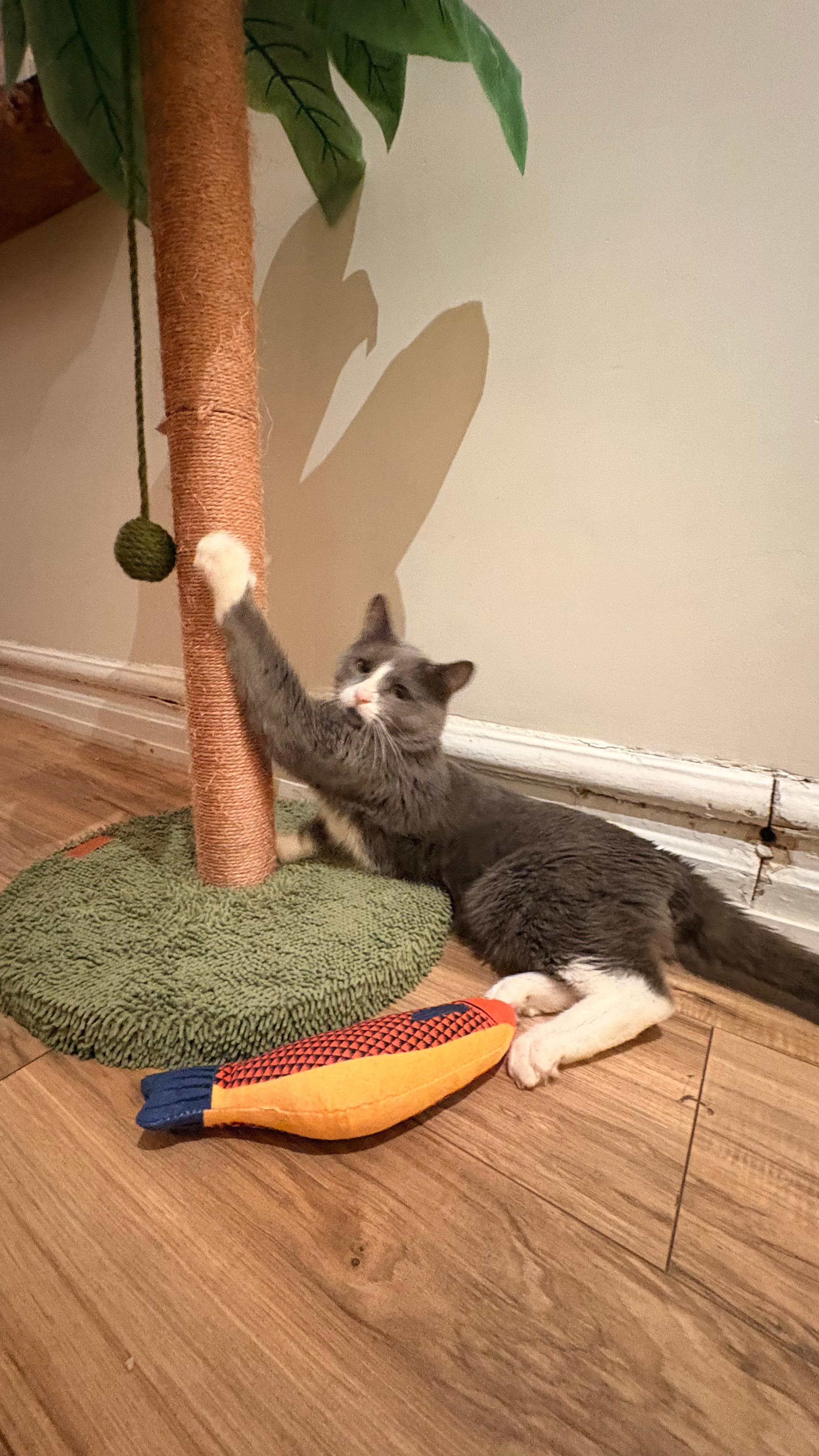 Enlarge Pork Chop, a ADOPTABLE Domestic Short Hair in New York, NY image 2/5