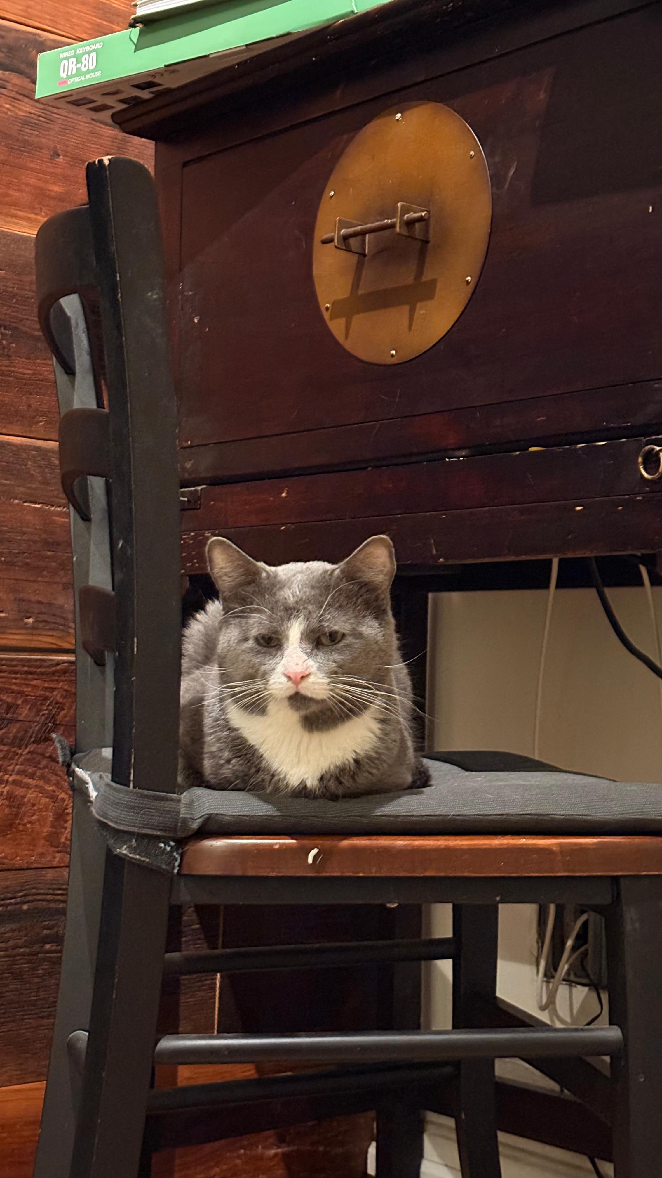 Enlarge Pork Chop, a ADOPTABLE Domestic Short Hair in New York, NY image 3/5