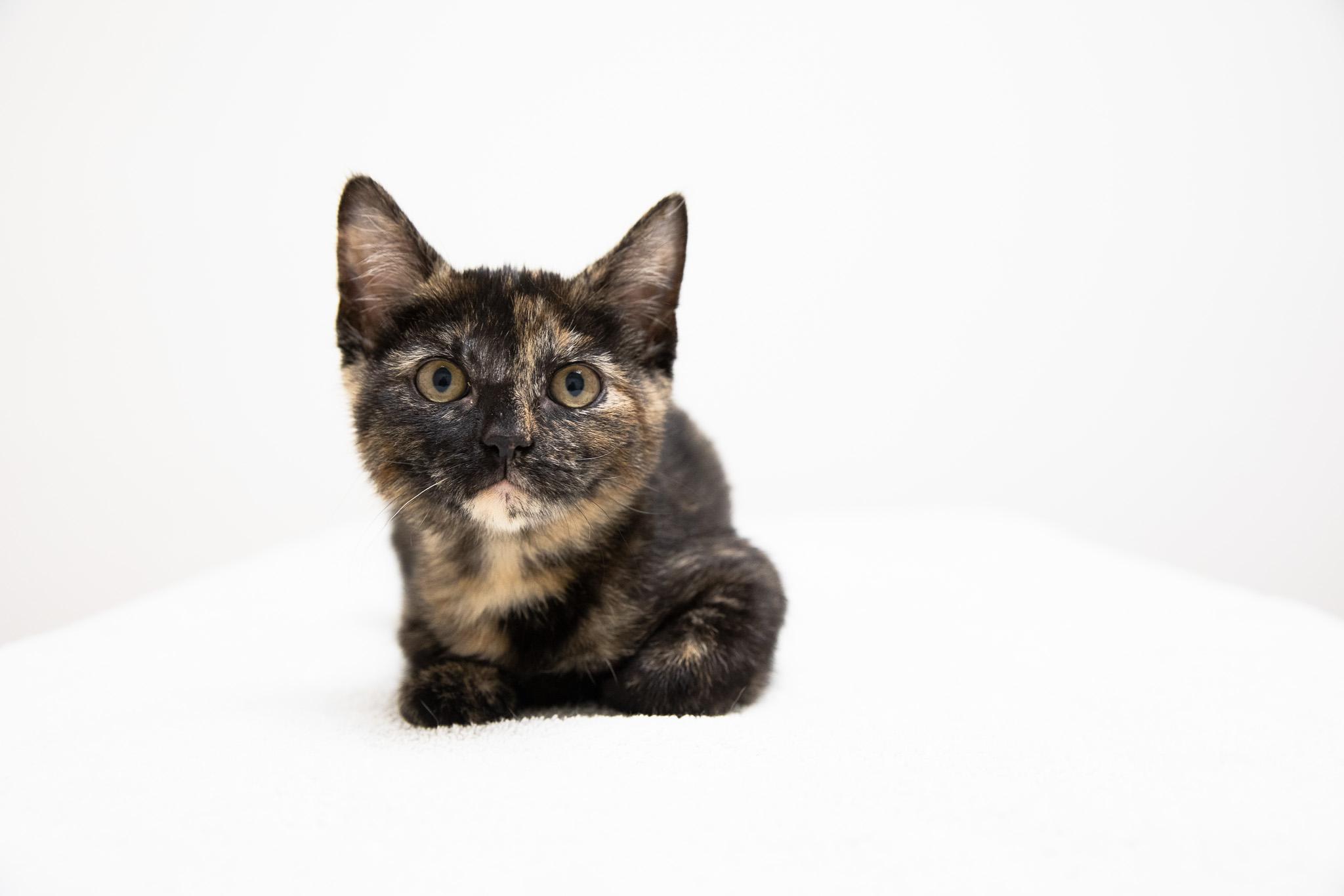 Enlarge Annastasia, an adopted Domestic Short Hair in Montclair, NJ image 1/6