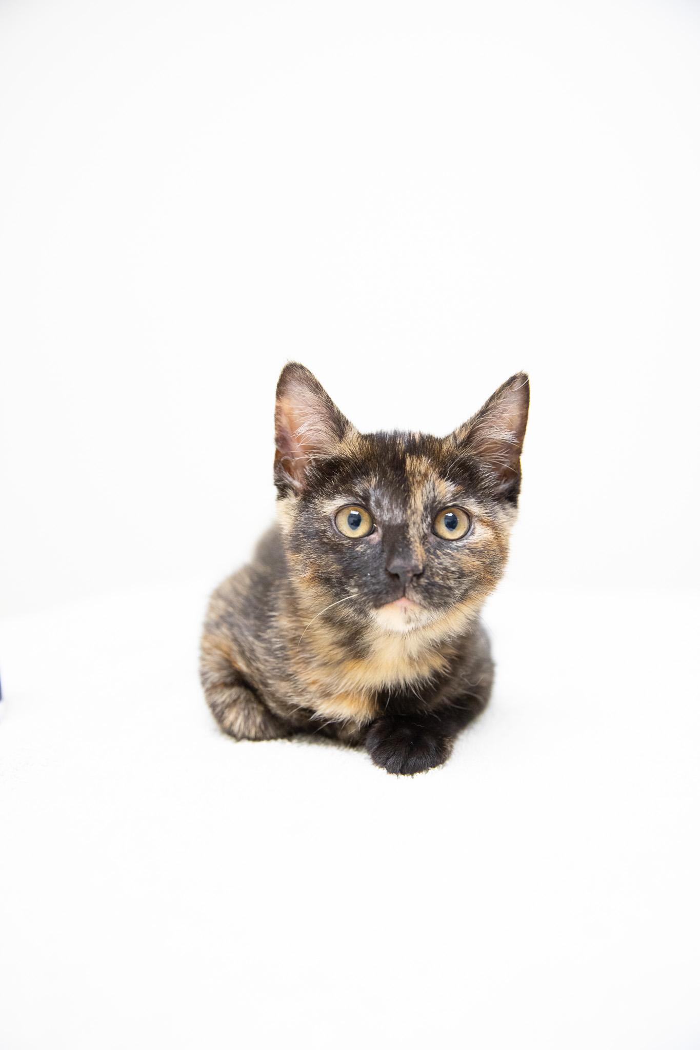 Enlarge Annastasia, an adopted Domestic Short Hair in Montclair, NJ image 5/6