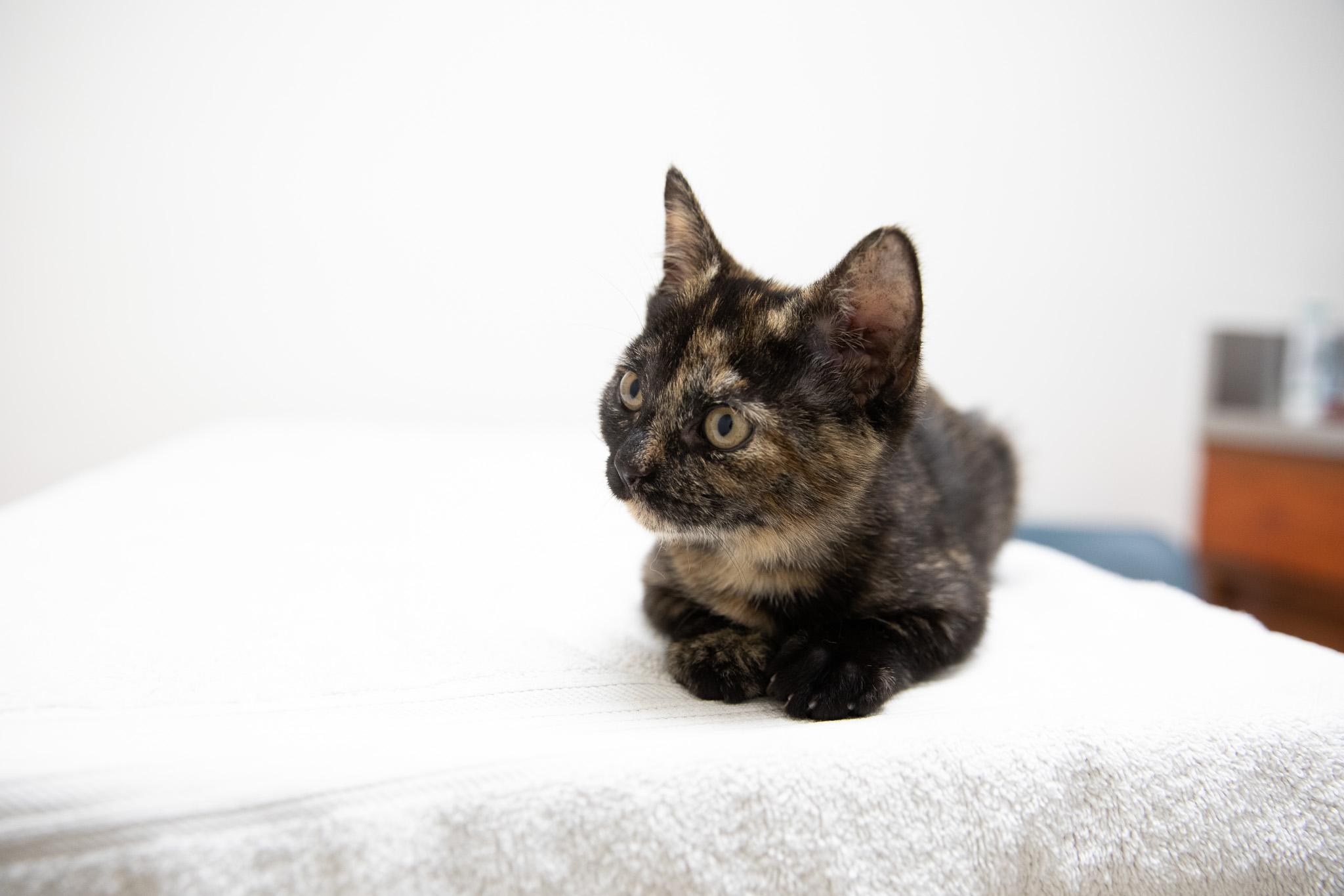 Enlarge Annastasia, an adopted Domestic Short Hair in Montclair, NJ image 2/6