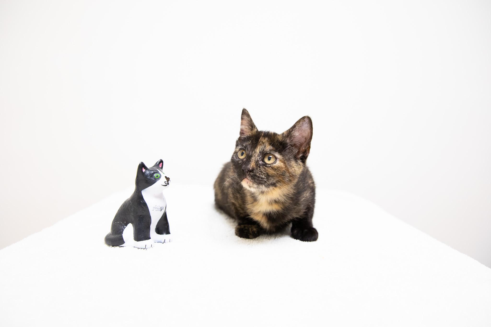 Enlarge Annastasia, an adopted Domestic Short Hair in Montclair, NJ image 4/6