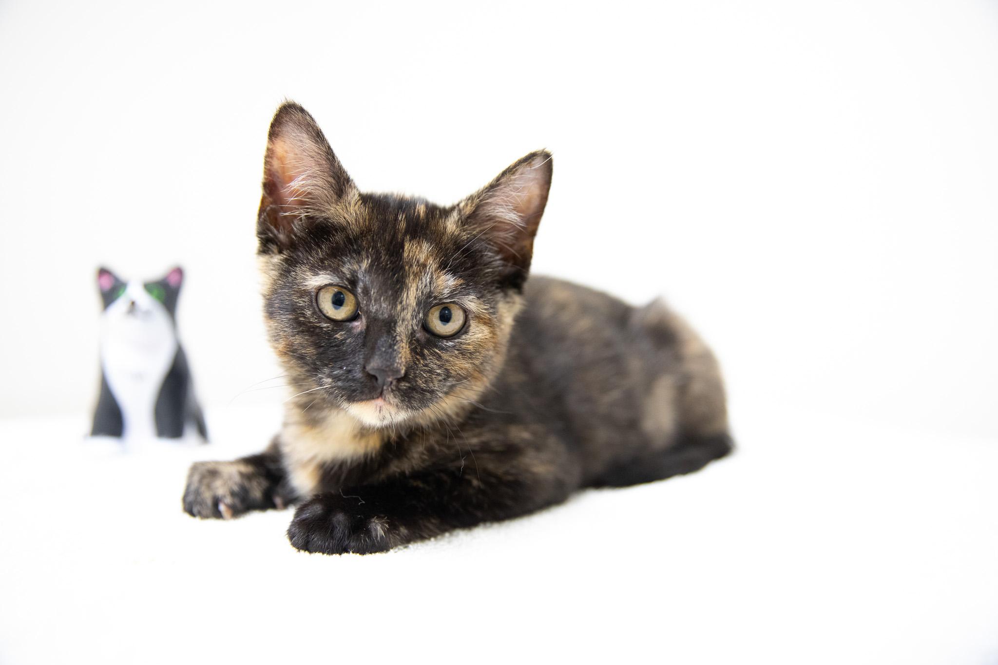 Enlarge Annastasia, an adopted Domestic Short Hair in Montclair, NJ image 3/6