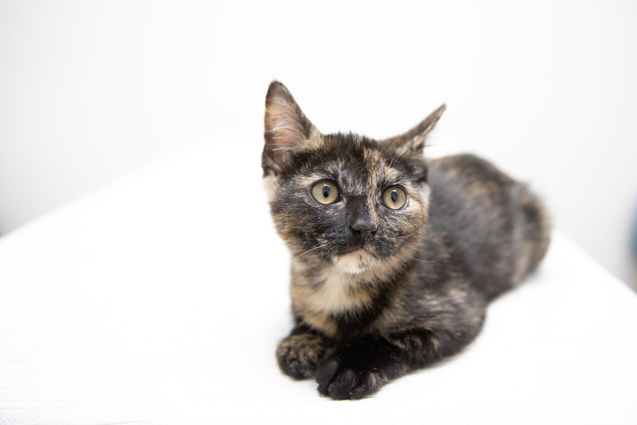 Enlarge Annastasia, an adopted Domestic Short Hair in Montclair, NJ image 6/6