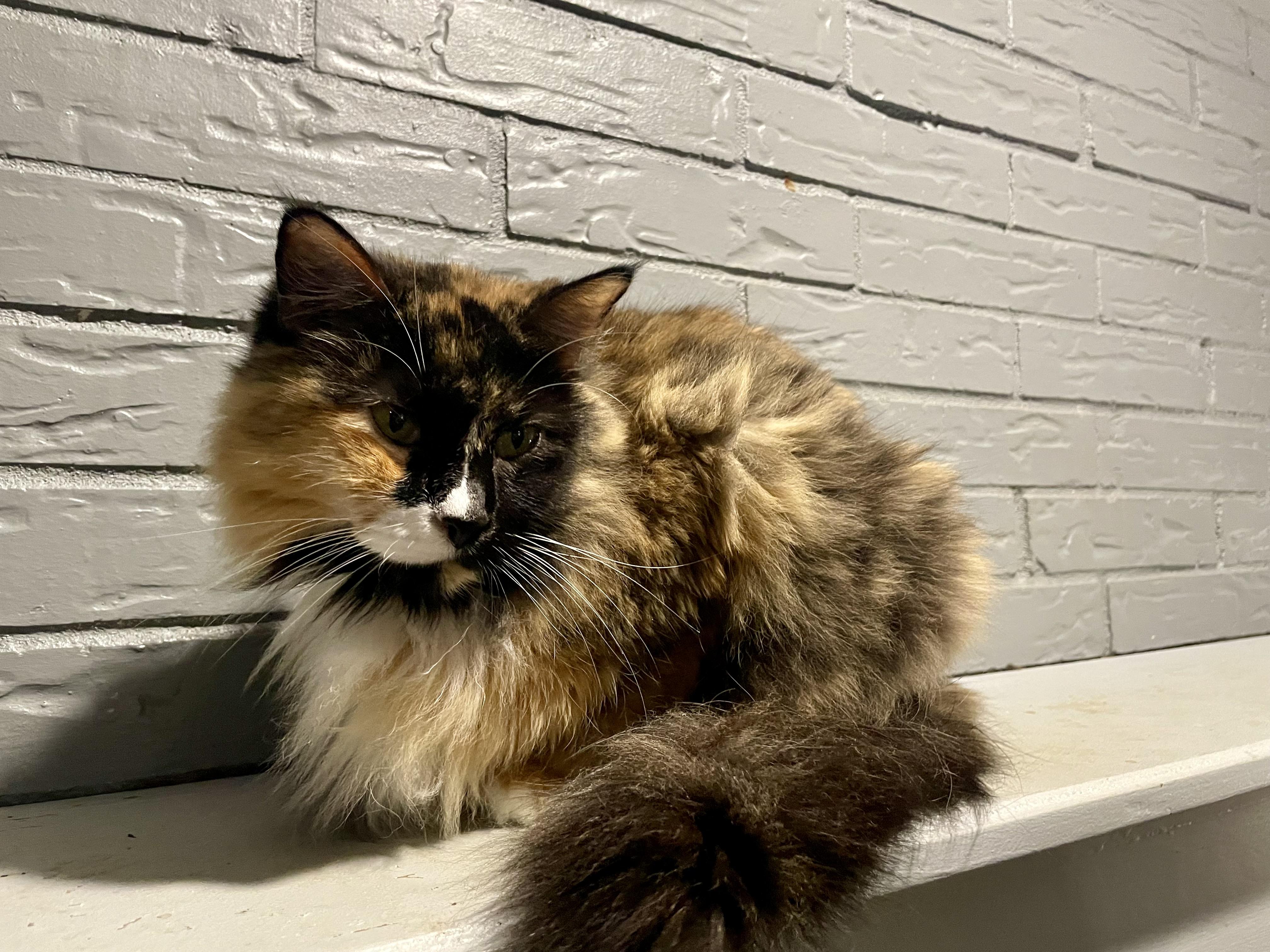 Enlarge Gretchen , a Adoptable Domestic Long Hair in Tacoma, WA image 3/3