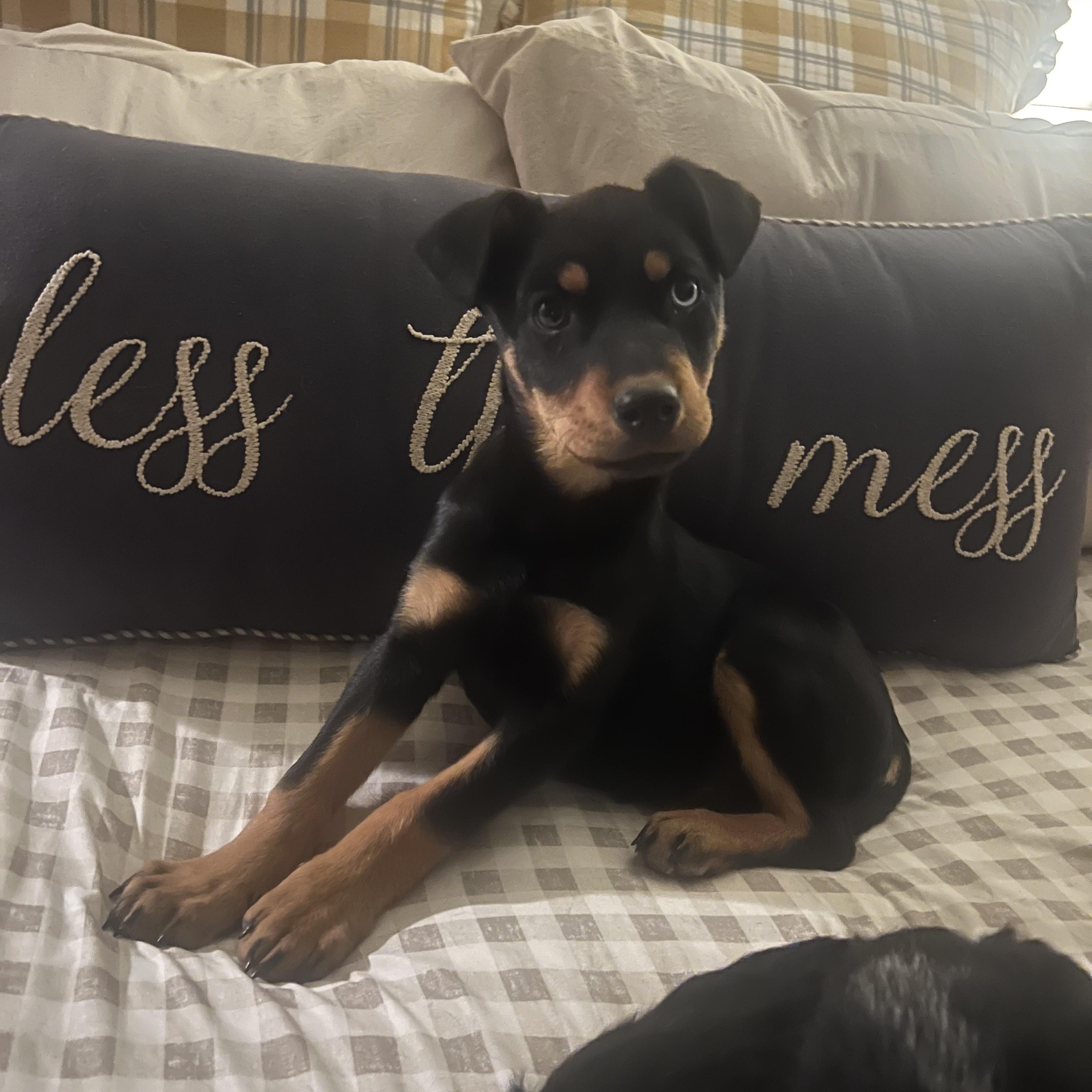 Zelda Zip — thumbnail 3