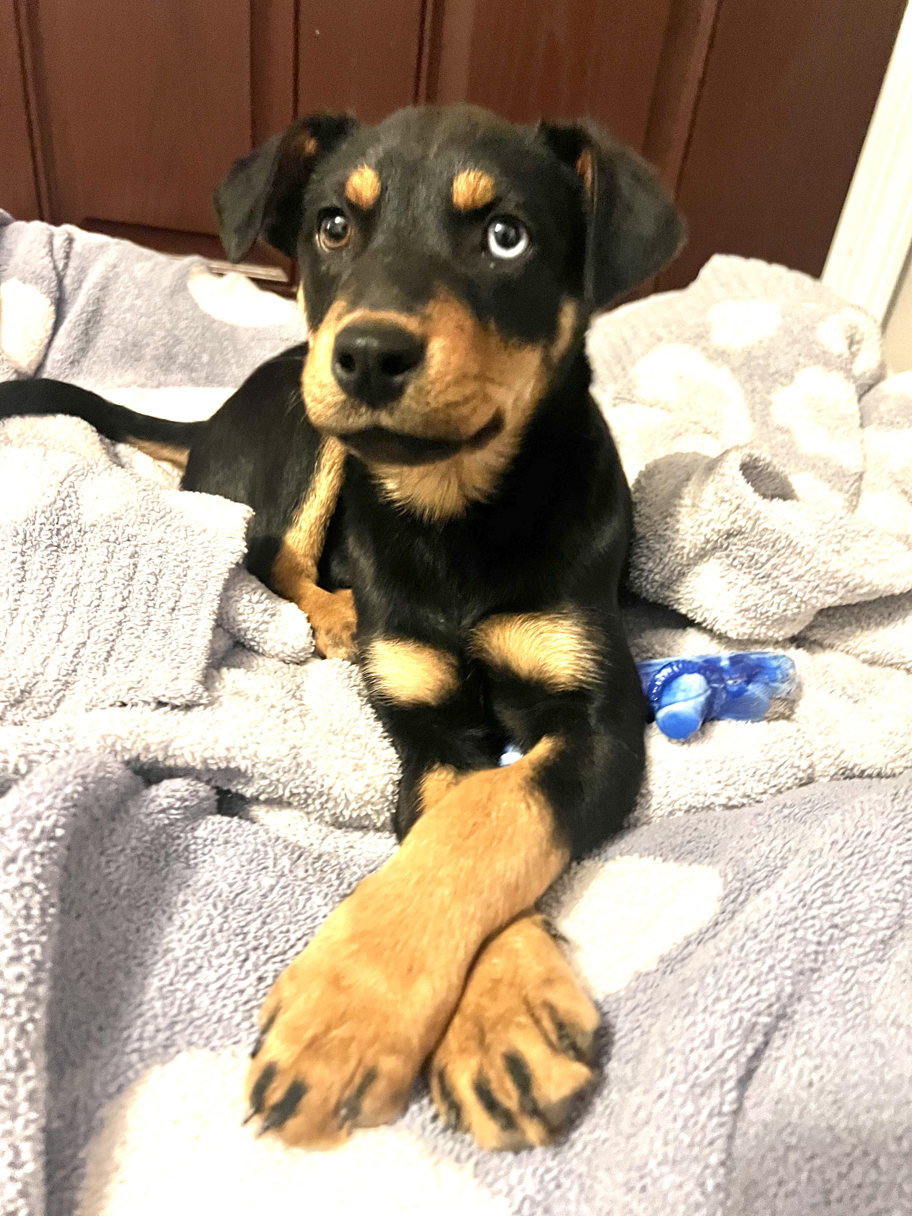 Zelda Zip — thumbnail 5