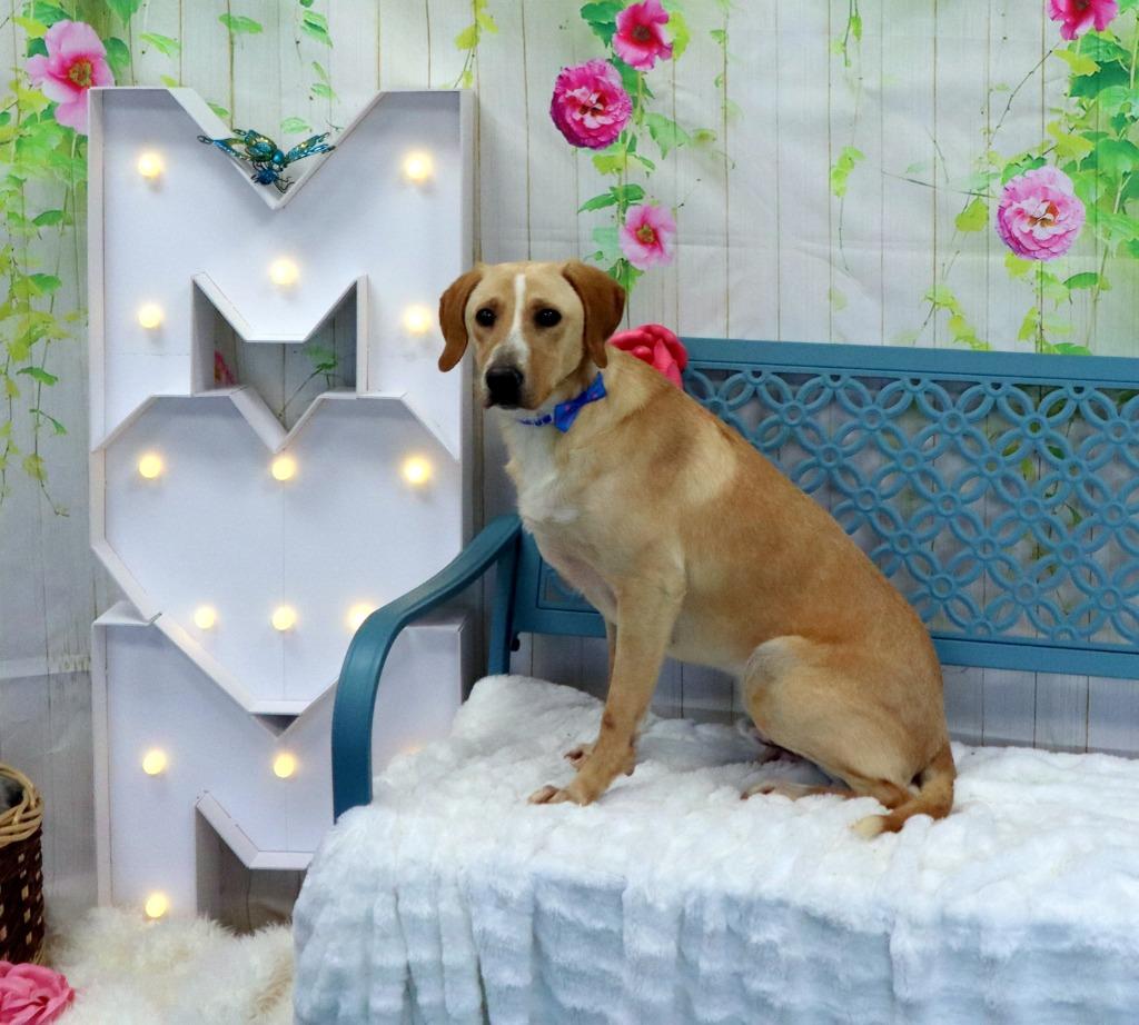 Louie, Adoptable, Young Male Labrador Retriever.