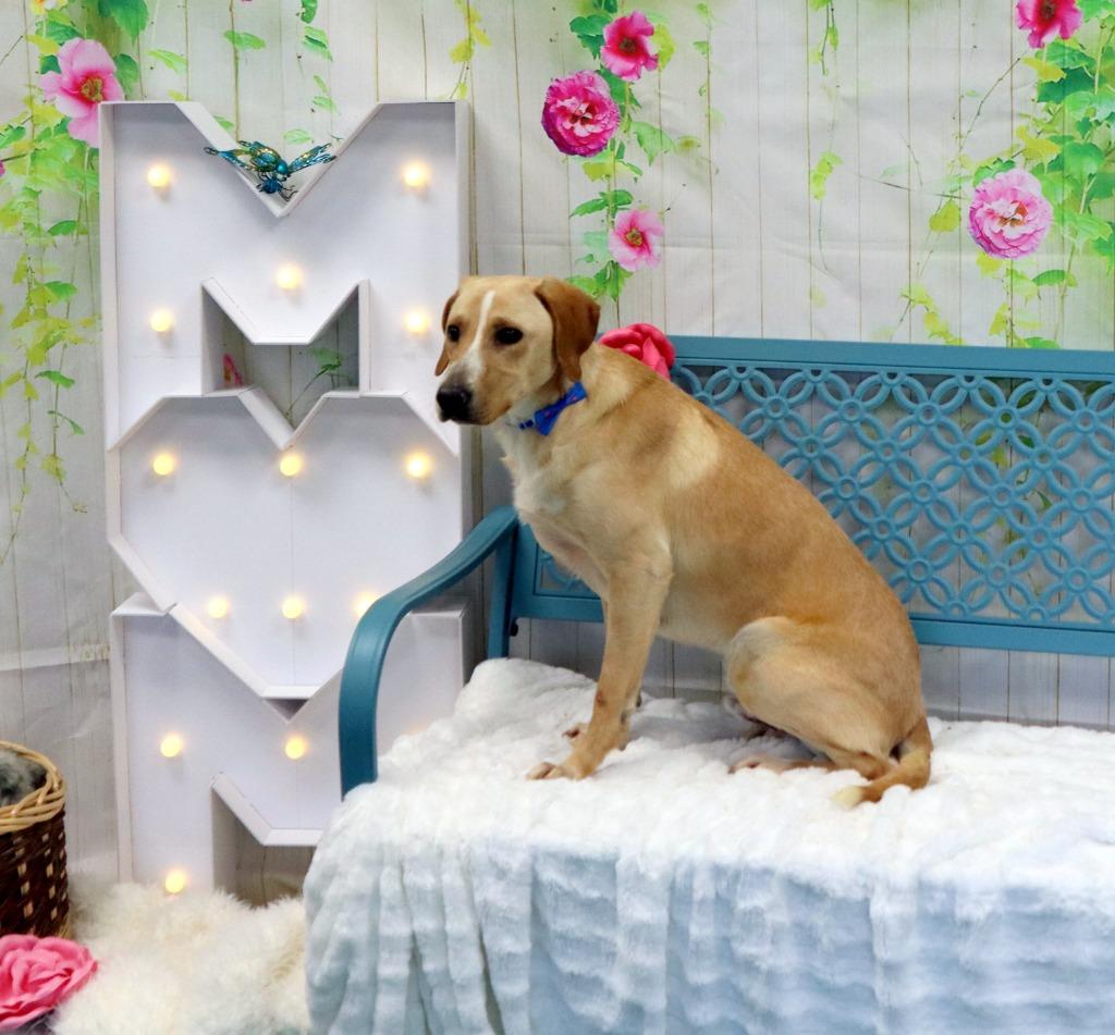 Enlarge Louie, a Adoptable Labrador Retriever in Jonesboro, AR image 2/3