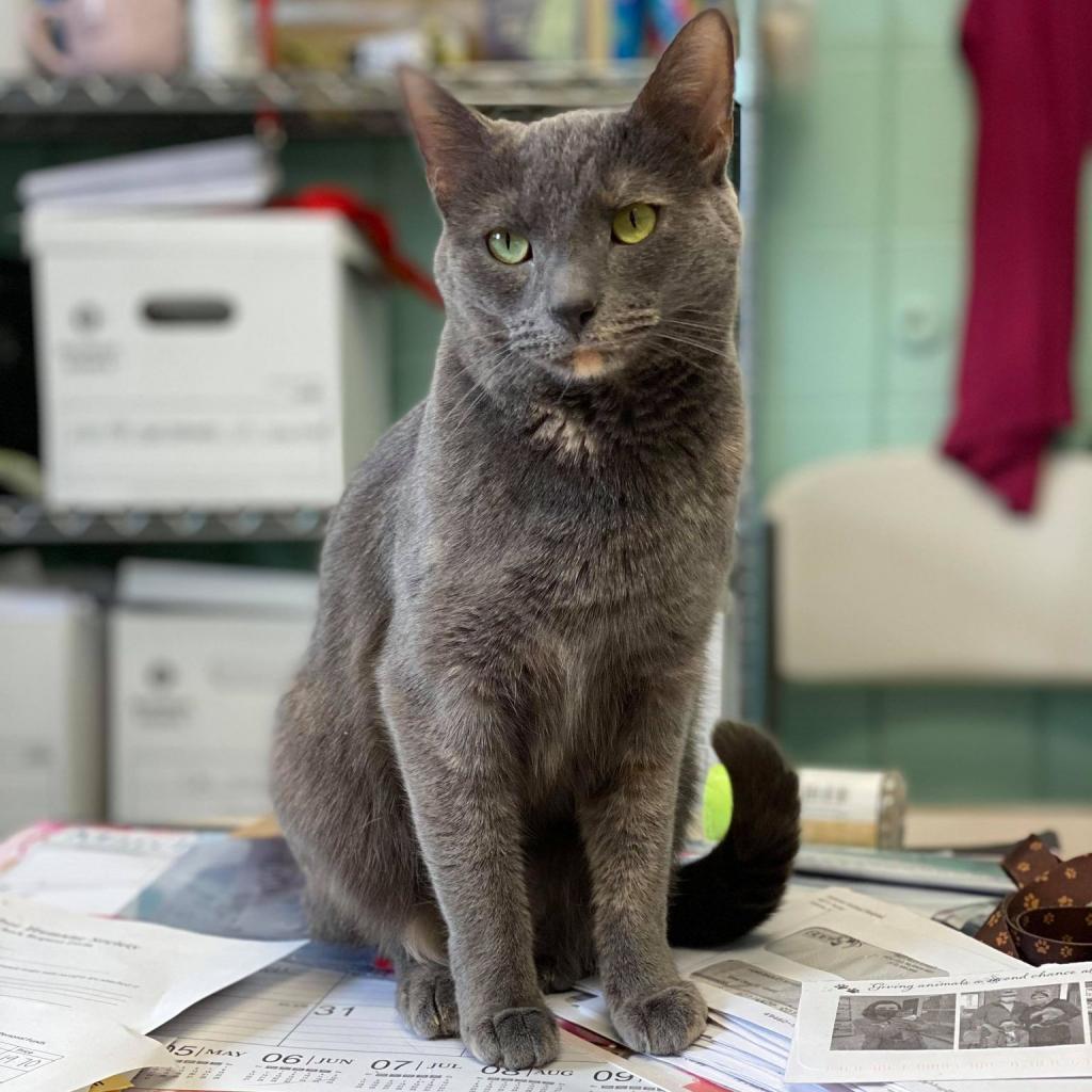 Penny (Critter Barn), Adoptable, Senior Female Domestic Short Hair.