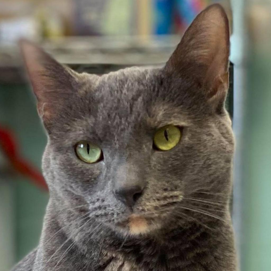 Enlarge Penny (Critter Barn), a Adoptable Domestic Short Hair in West Olive, MI image 2/3