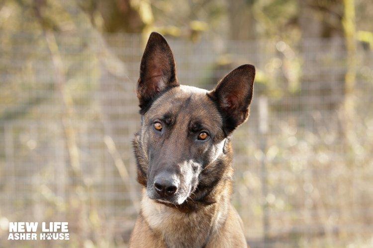 Tripp, a Adoptable mixed breed in Portland, OR image 2/6