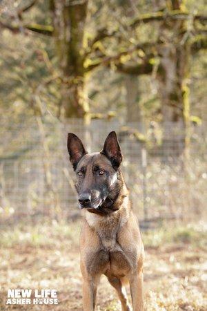 Tripp, a Adoptable mixed breed in Portland, OR image 3/6