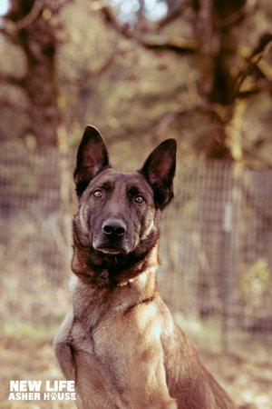 Tripp, a Adoptable mixed breed in Portland, OR image 4/6