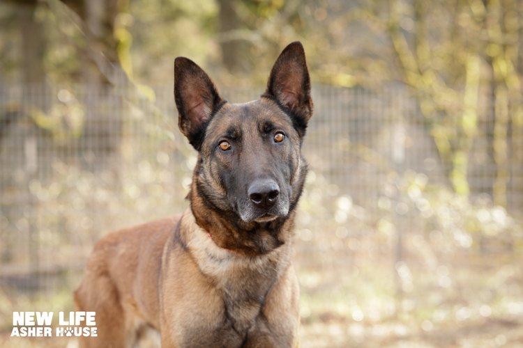 Tripp, a Adoptable mixed breed in Portland, OR image 5/6