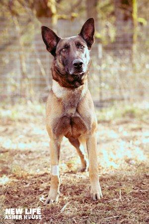 Tripp, a Adoptable mixed breed in Portland, OR image 6/6