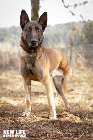 Tripp, a Adoptable mixed breed in Portland, OR image 1/6