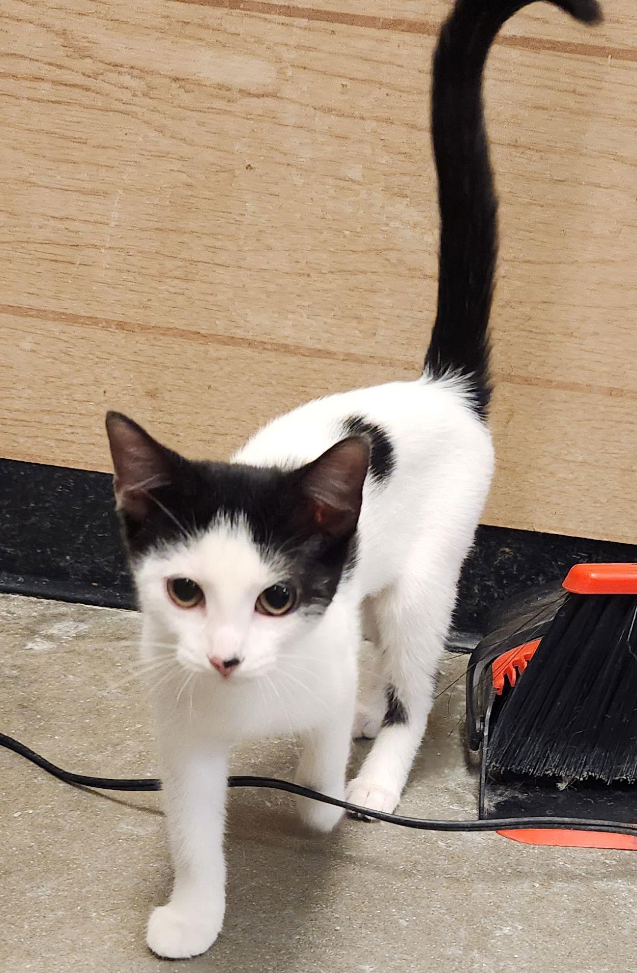 Buttons, Adopted, Young Female Domestic Short Hair.