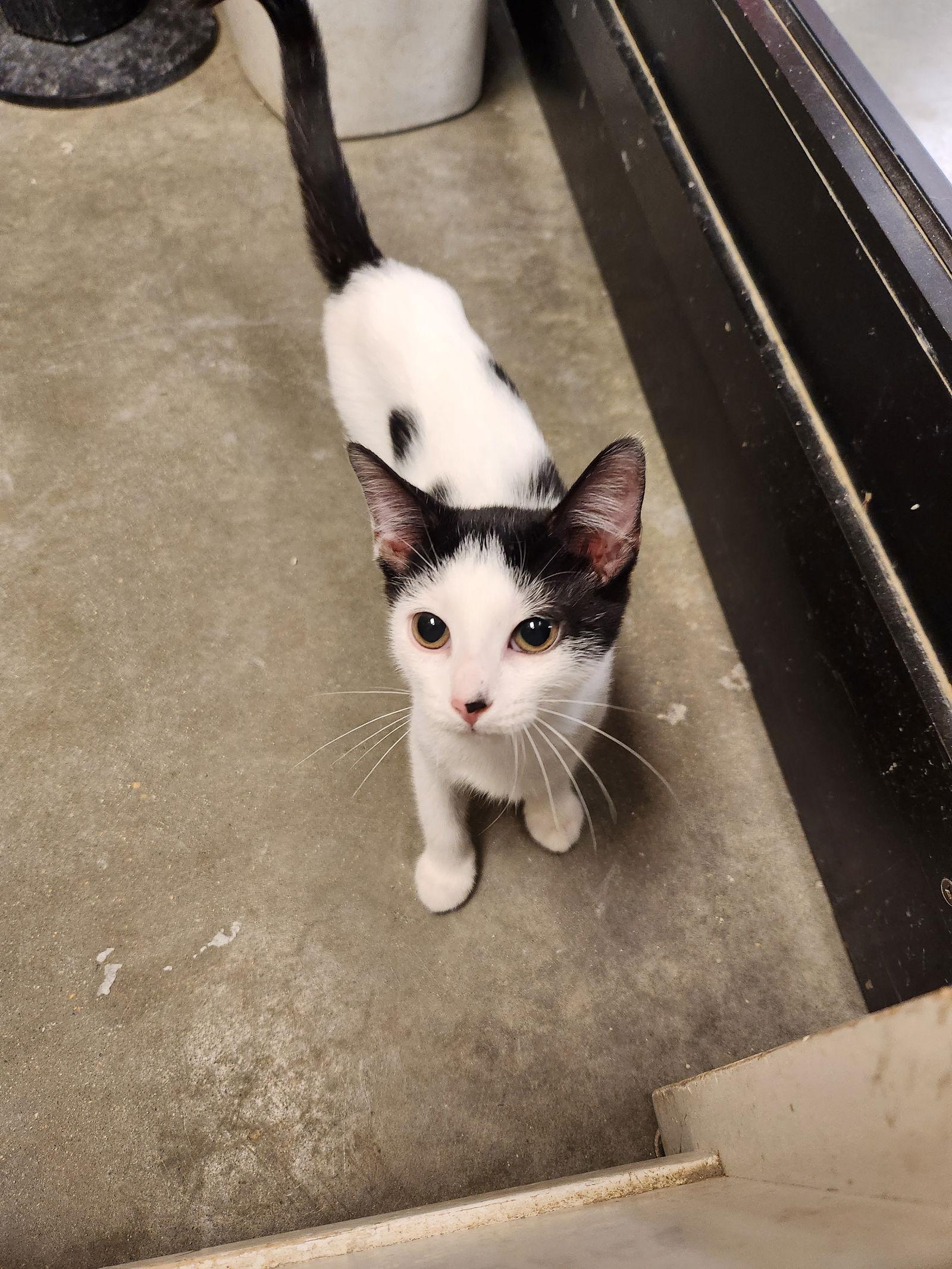 Buttons, a Adopted Domestic Short Hair in Ocean Pines, MD image 2/2