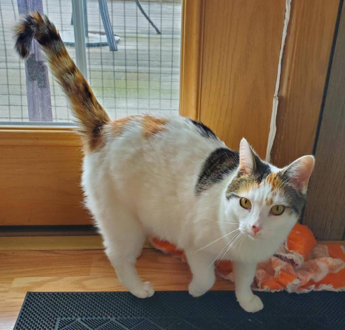 Sassy, a Adoptable mixed breed in Beckley, WV image 1/4