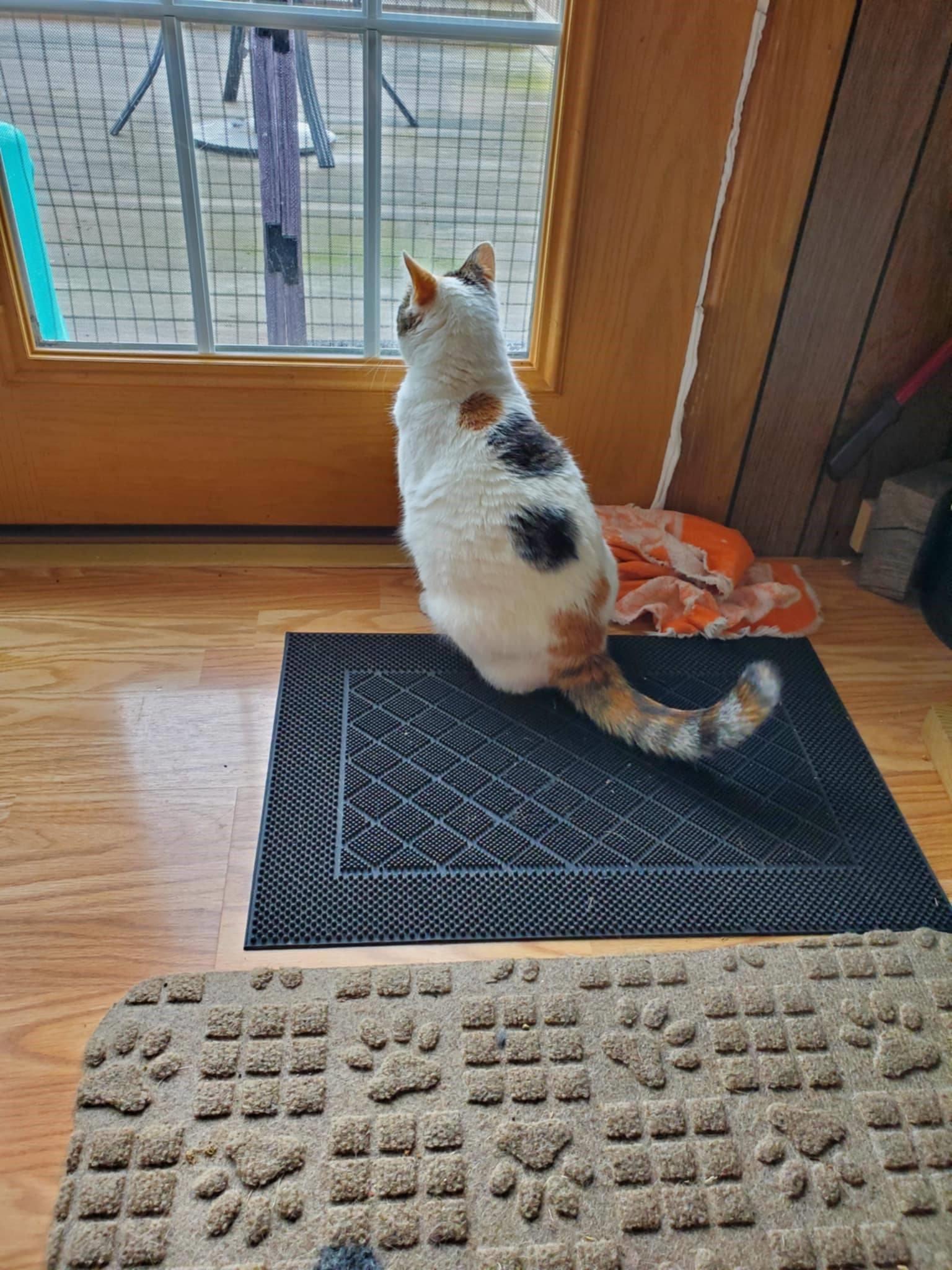 Sassy, a Adoptable mixed breed in Beckley, WV image 2/4