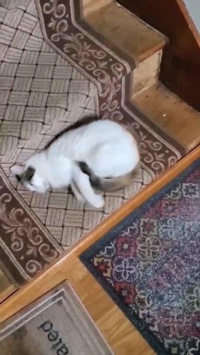 Enlarge Sassy, a Adoptable mixed breed in Beckley, WV video 3/4