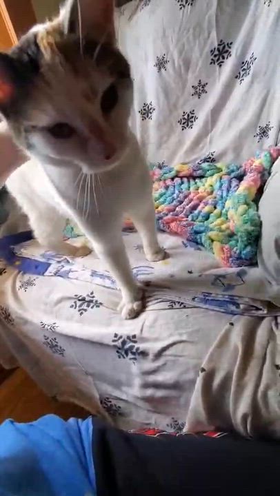 Enlarge Sassy, a Adoptable mixed breed in Beckley, WV video 4/4