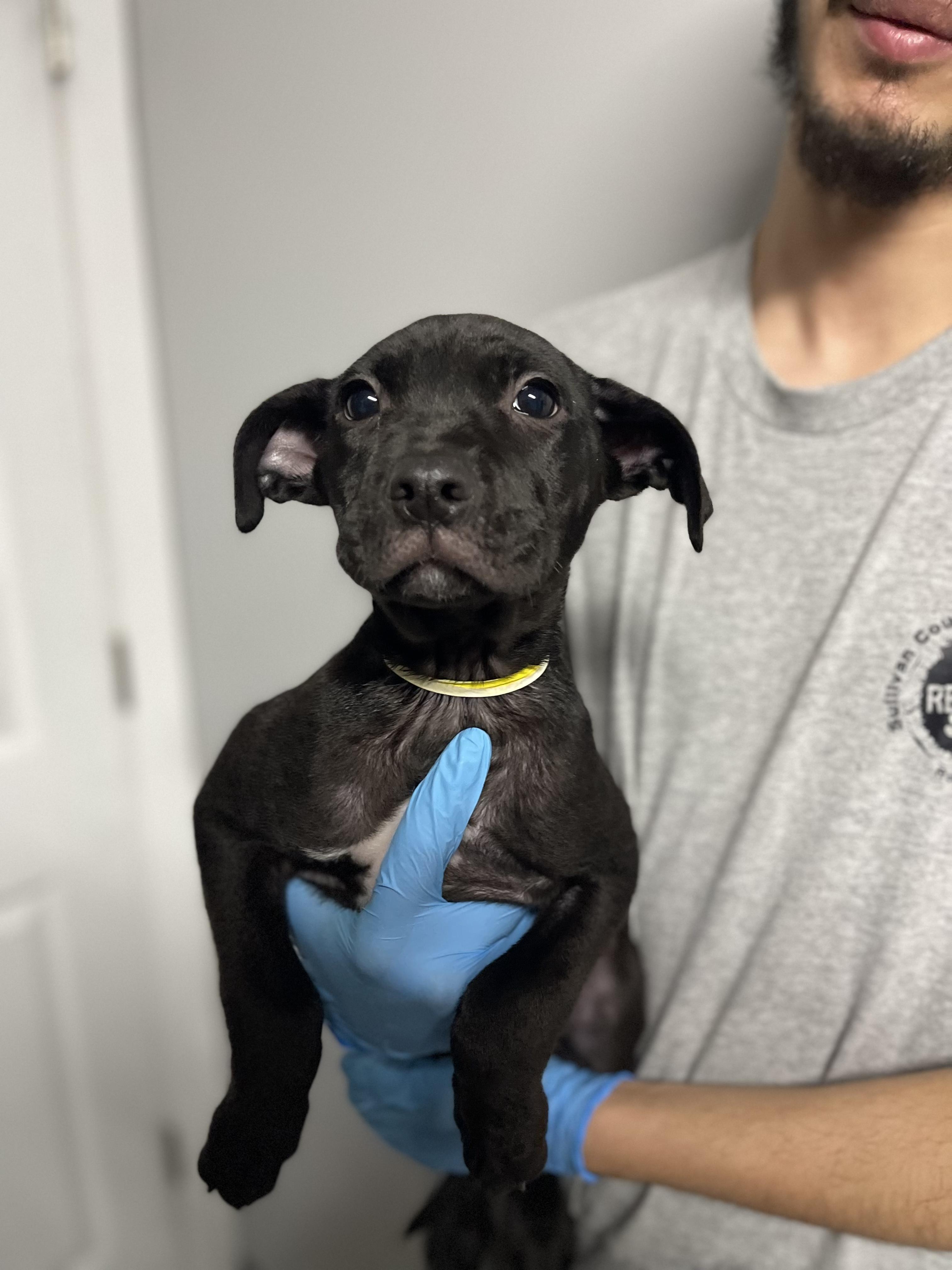 Jovani, a ADOPTABLE mixed breed in Rock Hill, NY image 1/2