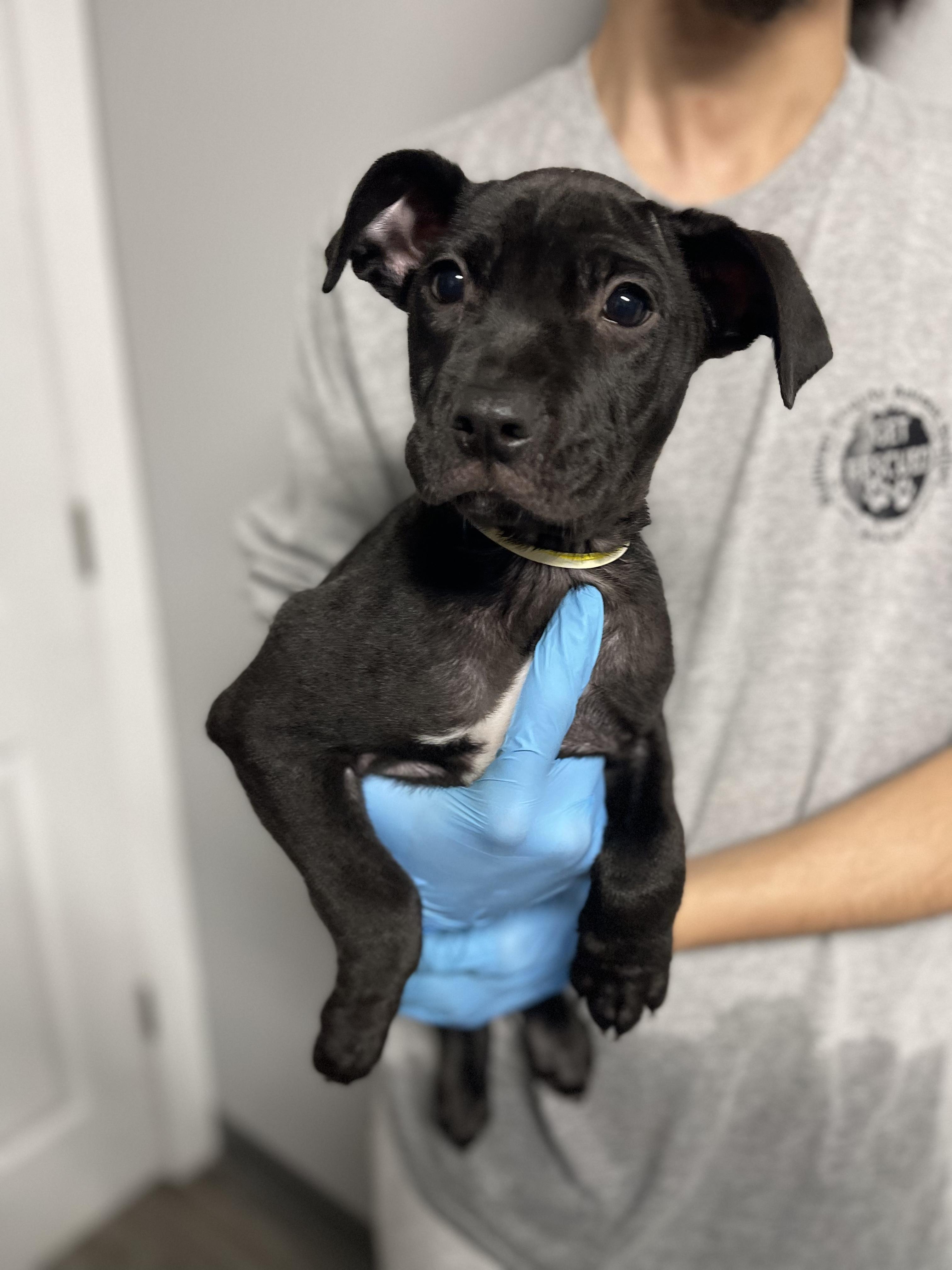 Jovani, a ADOPTABLE mixed breed in Rock Hill, NY image 2/2