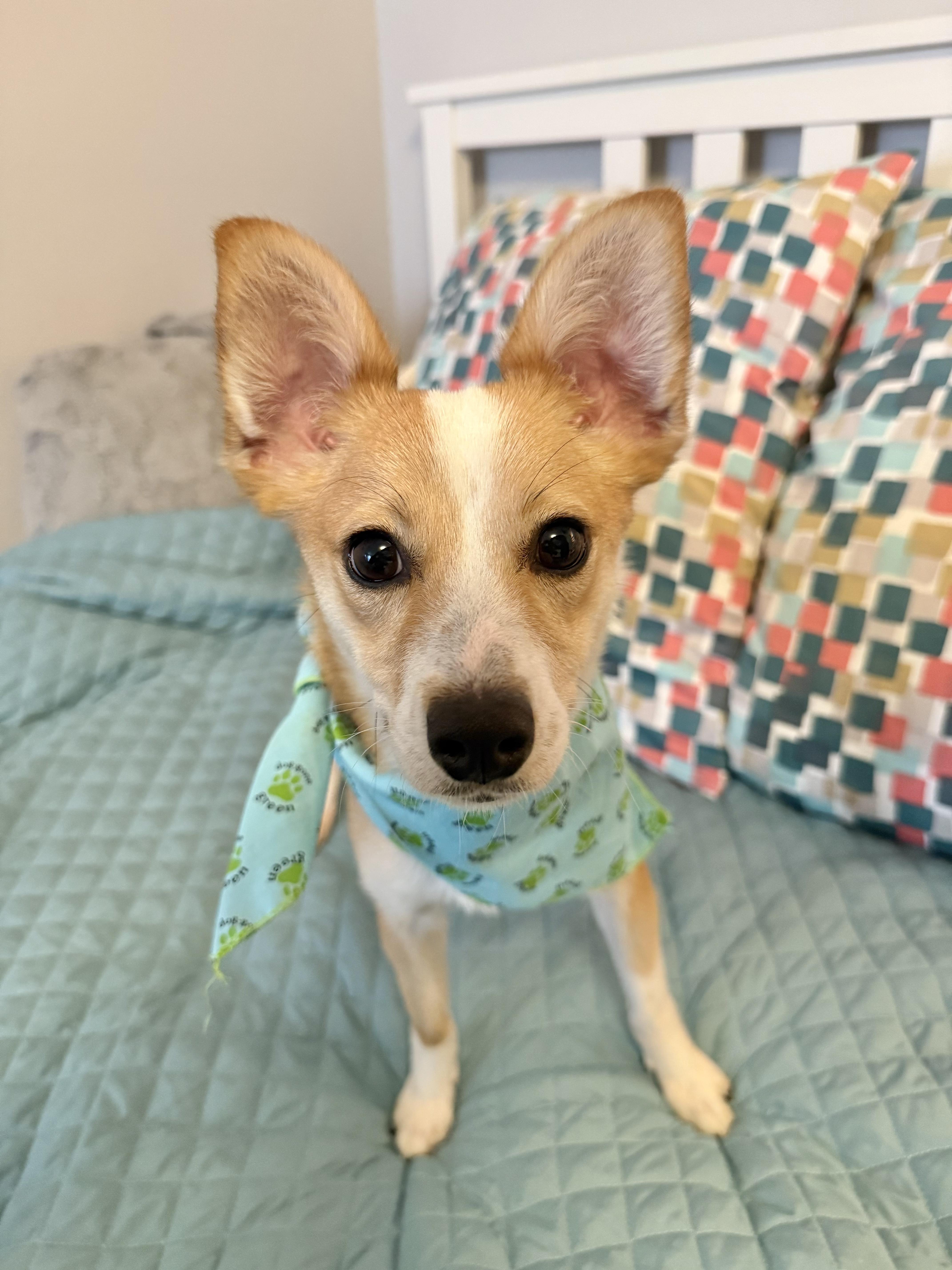 Foxy, adopted, Young Female Corgi & Terrier.