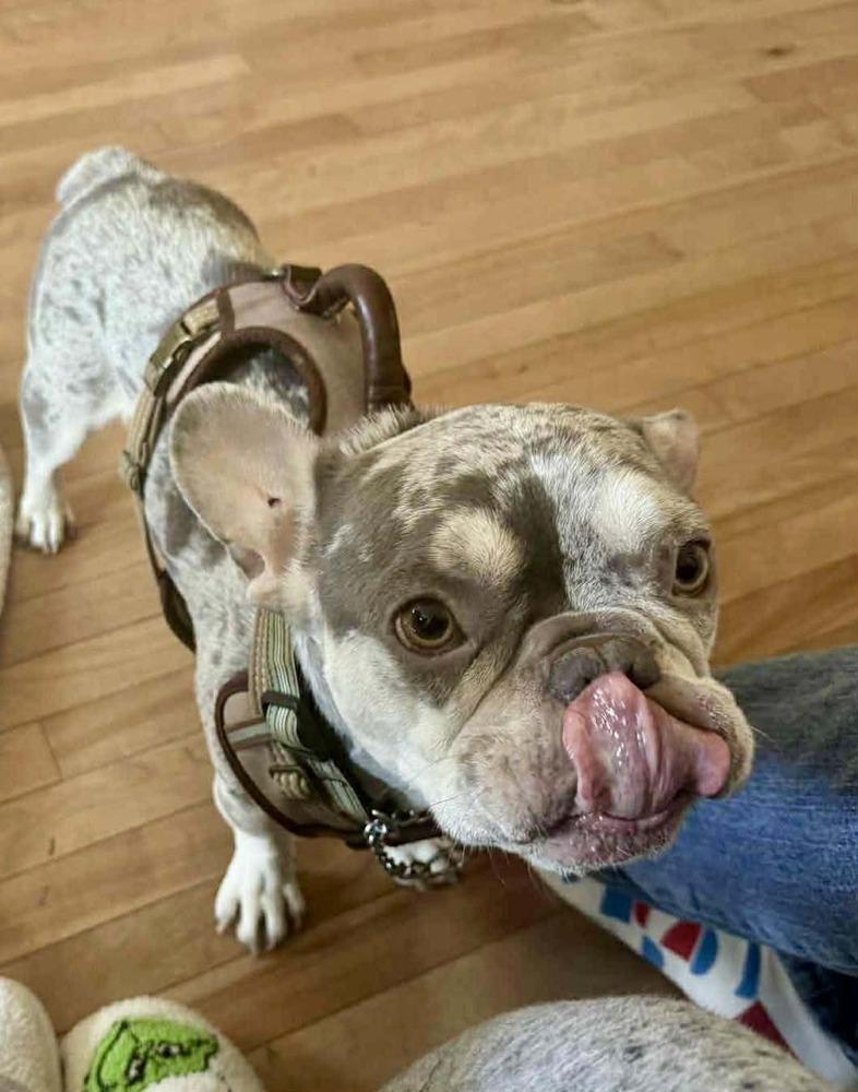 Trooper, Adopted, Adult Male French Bulldog.