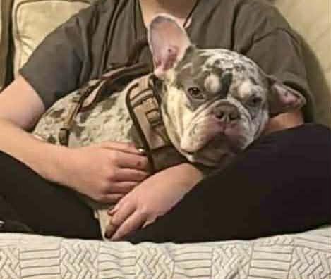 Enlarge Trooper, a Adopted mixed breed in Groveland, MA image 2/2