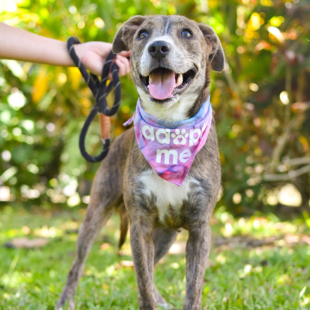 Enlarge Jessie, a Adoptable Mixed Breed in Kailua Kona, HI image 3/3