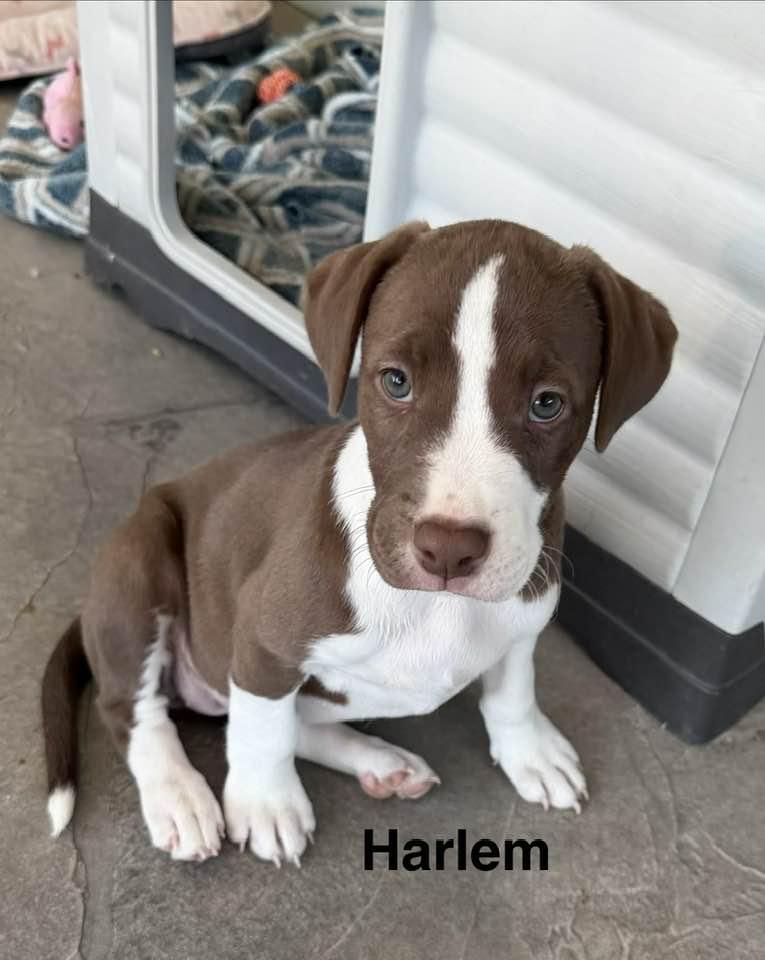 Harlem, Adoptable, Puppy Female Pit Bull Terrier & American Staffordshire Terrier.