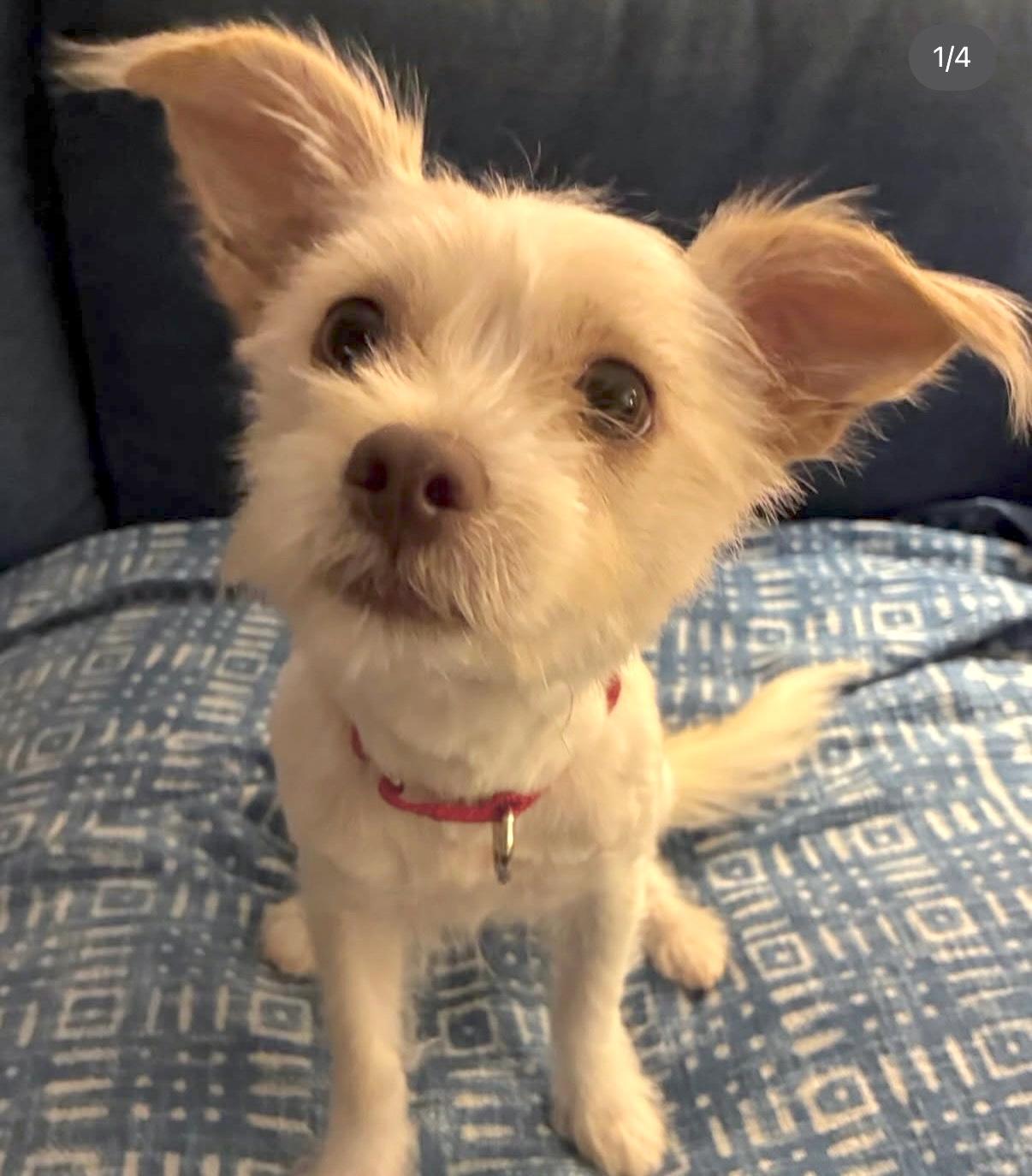 Delilah, an adopted mixed breed in Brooklyn, NY image 5/6