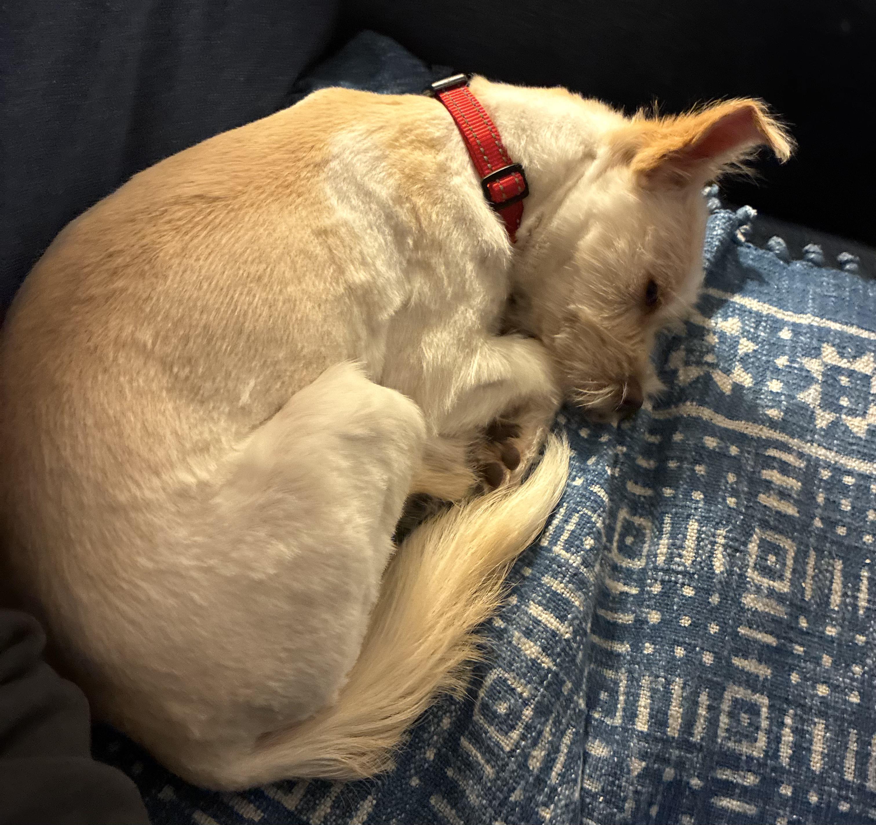 Delilah, an adopted mixed breed in Brooklyn, NY image 4/6