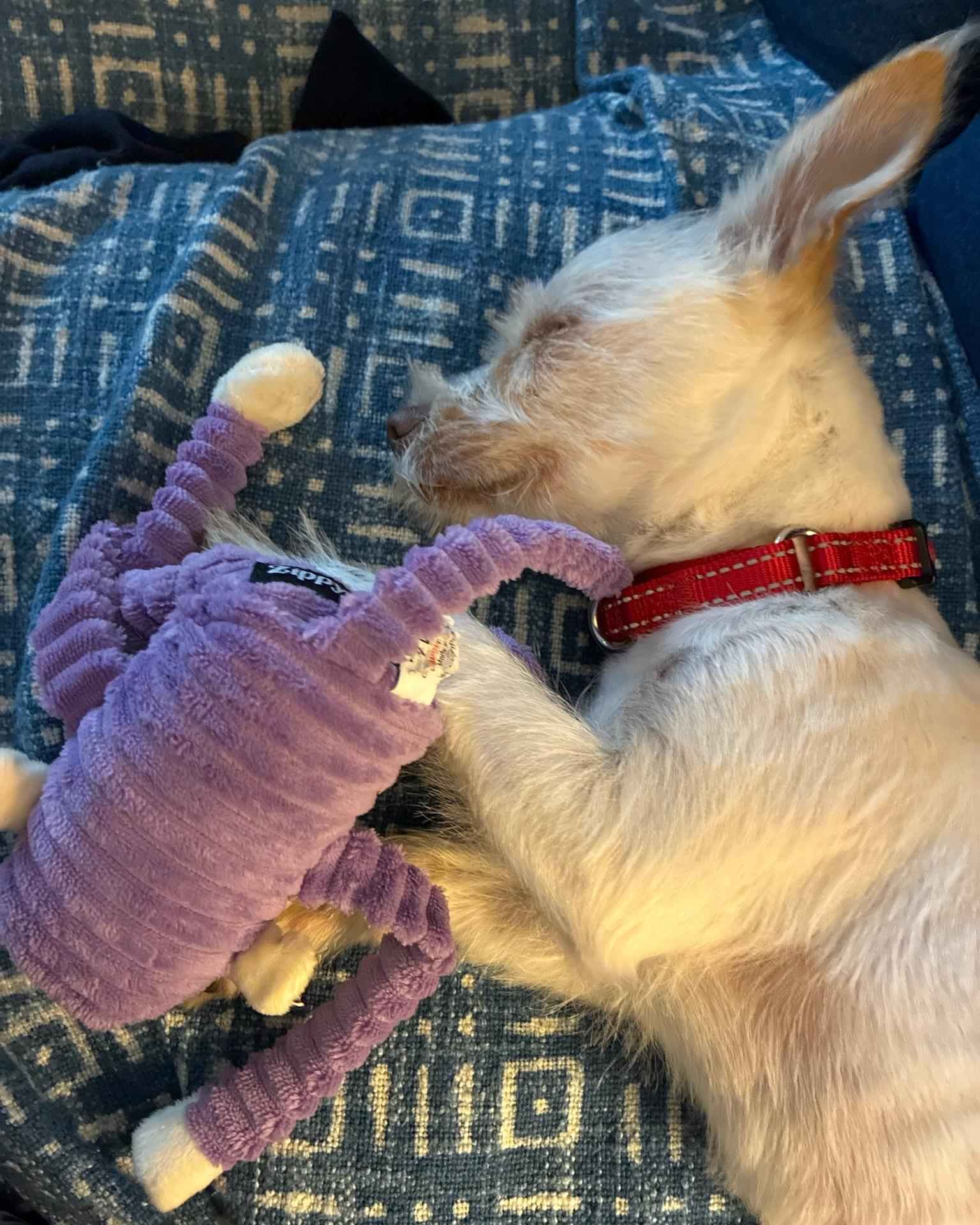 Delilah, an adopted mixed breed in Brooklyn, NY image 6/6