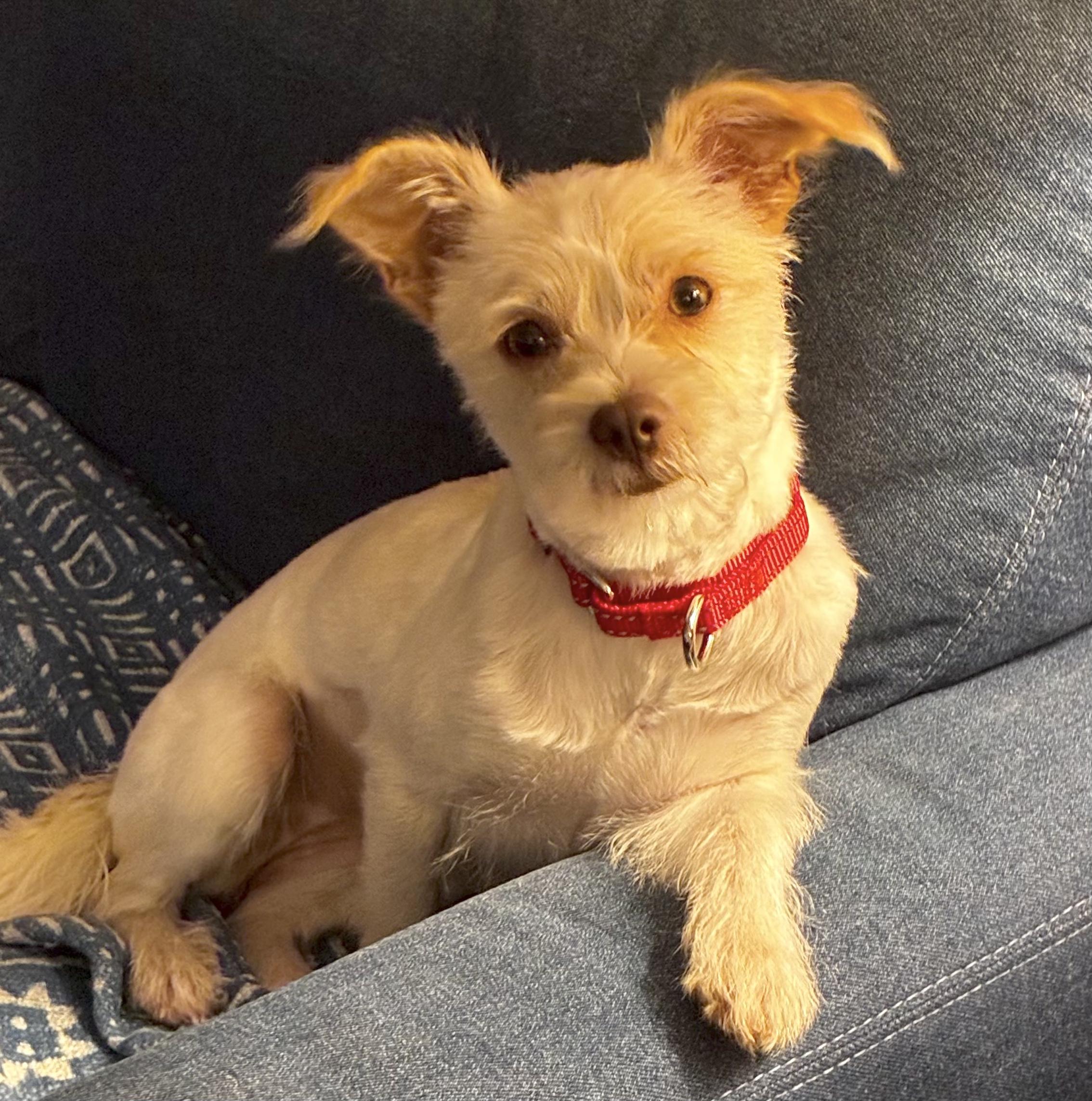 Delilah, an adopted mixed breed in Brooklyn, NY image 1/6