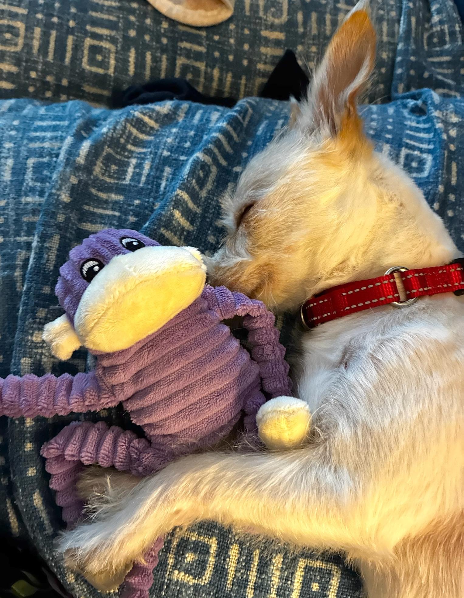 Delilah, an adopted mixed breed in Brooklyn, NY image 2/6