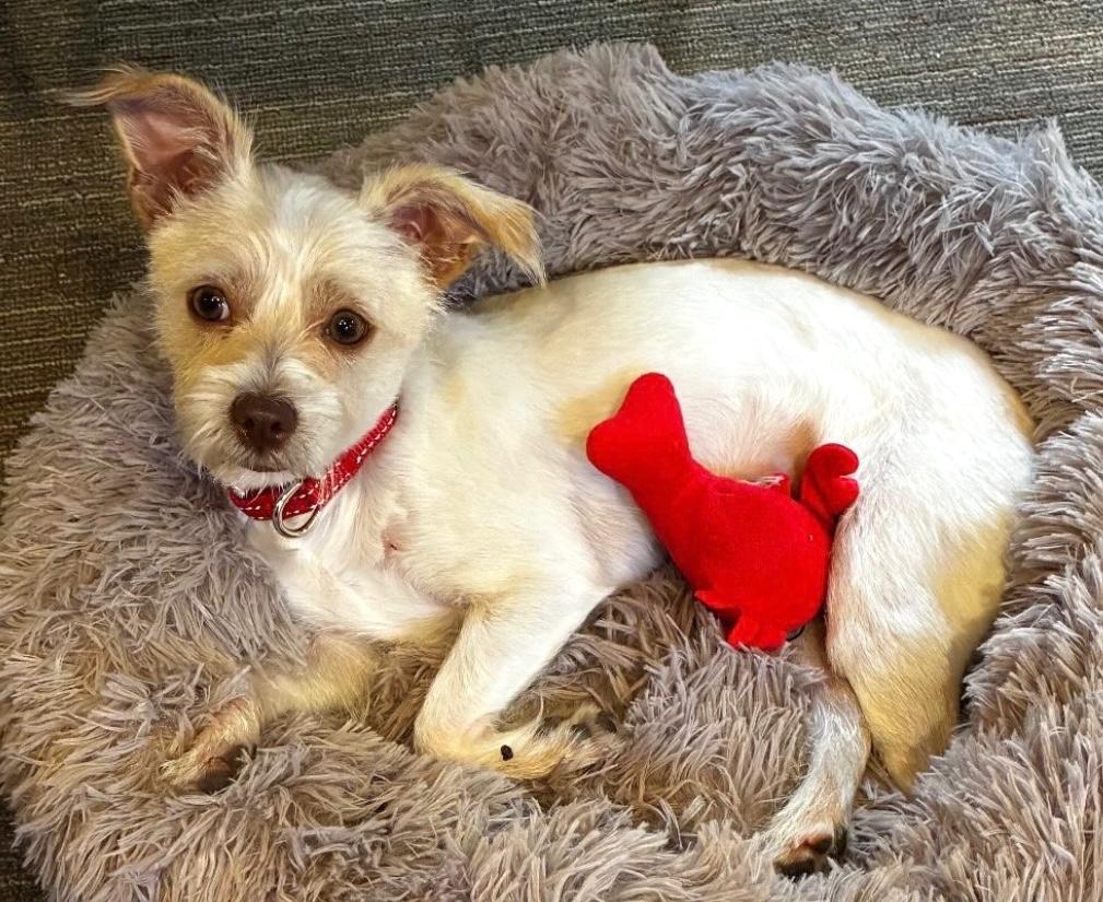 Delilah, an adopted mixed breed in Brooklyn, NY image 3/6