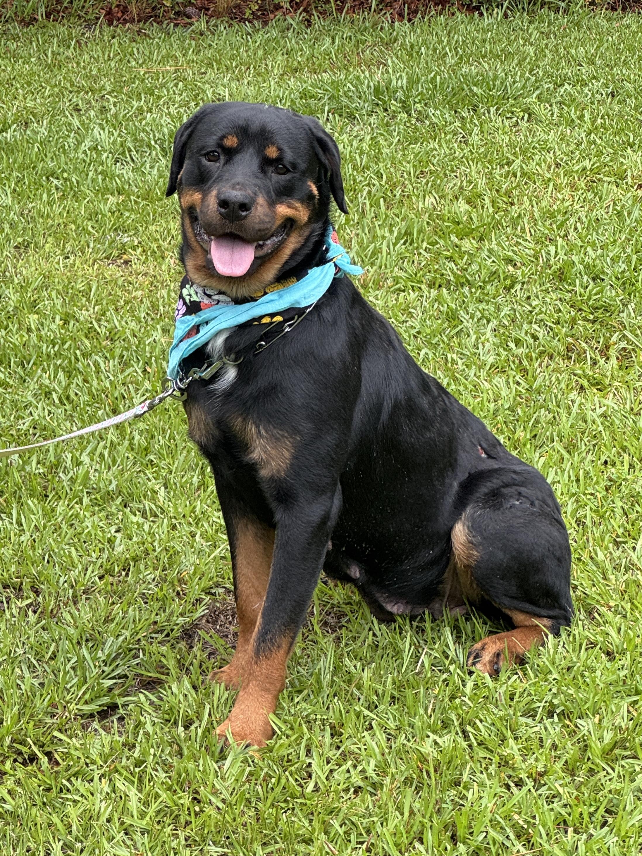 Selena, a Adoptable Rottweiler in Charleston , SC image 1/3