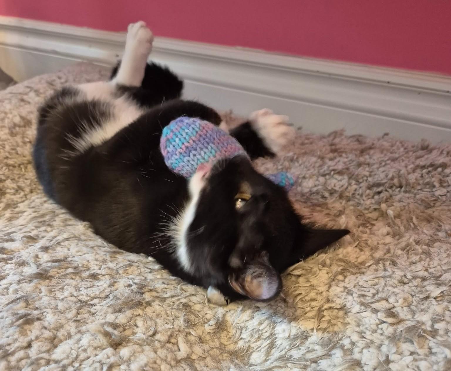Enlarge Cody, a Adoptable Tuxedo in Hamilton, ON image 3/5