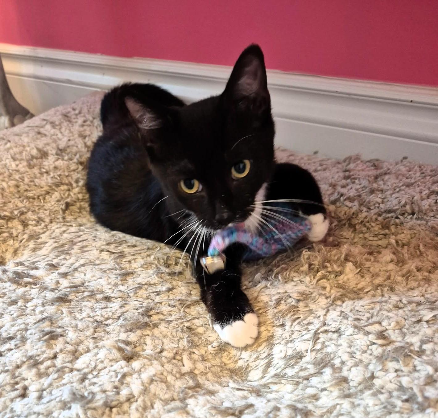 Enlarge Cody, a Adoptable Tuxedo in Hamilton, ON image 2/5