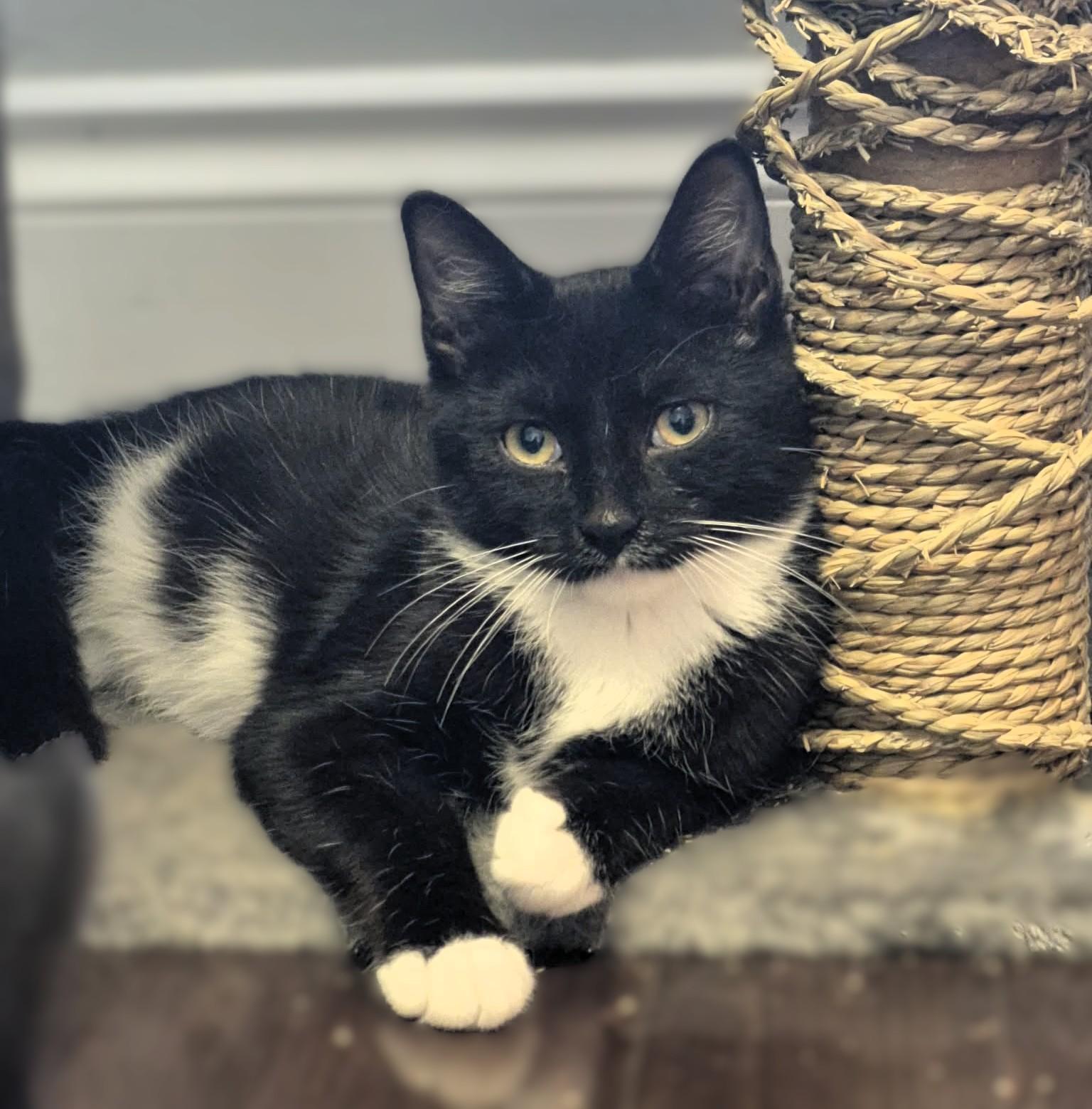 Cody, Adoptable, Kitten Male Tuxedo.