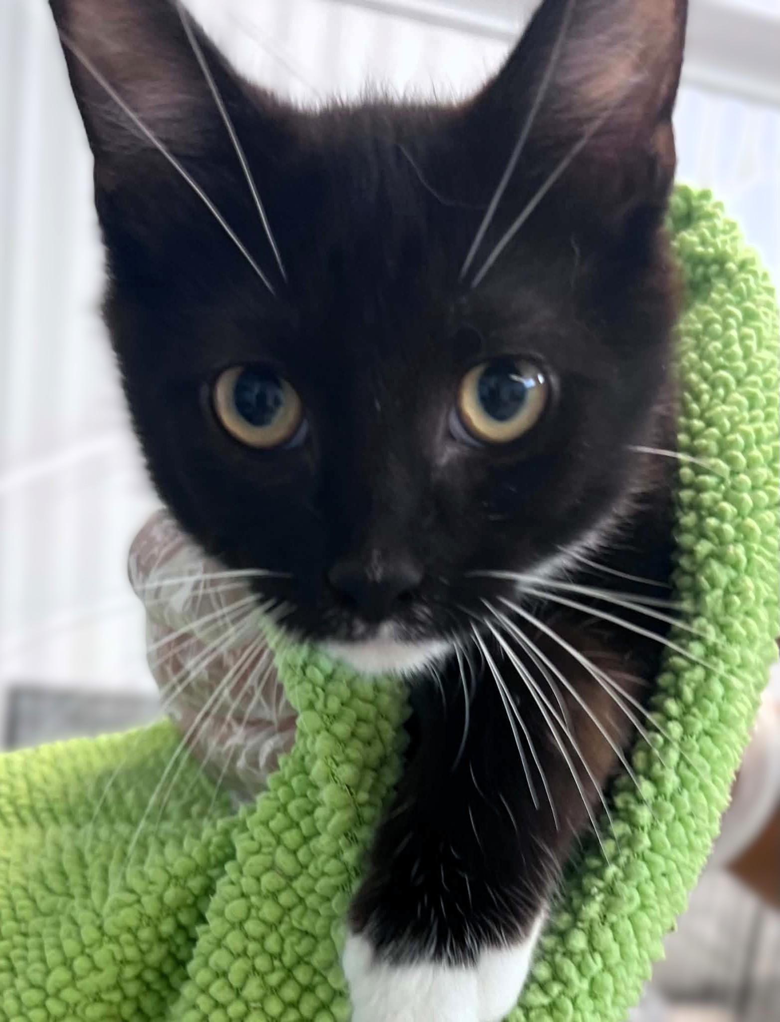 Enlarge Cody, a Adoptable Tuxedo in Hamilton, ON image 4/5
