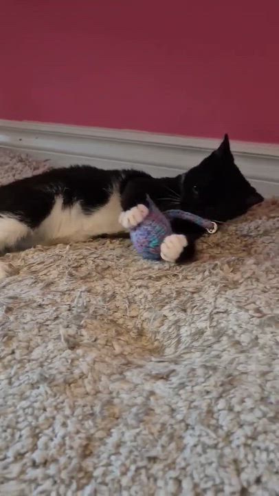 Enlarge Cody, a Adoptable Tuxedo in Hamilton, ON video 5/5
