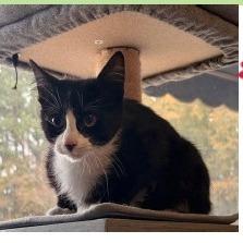Hugo, Adoptable, Young Male Domestic Short Hair.