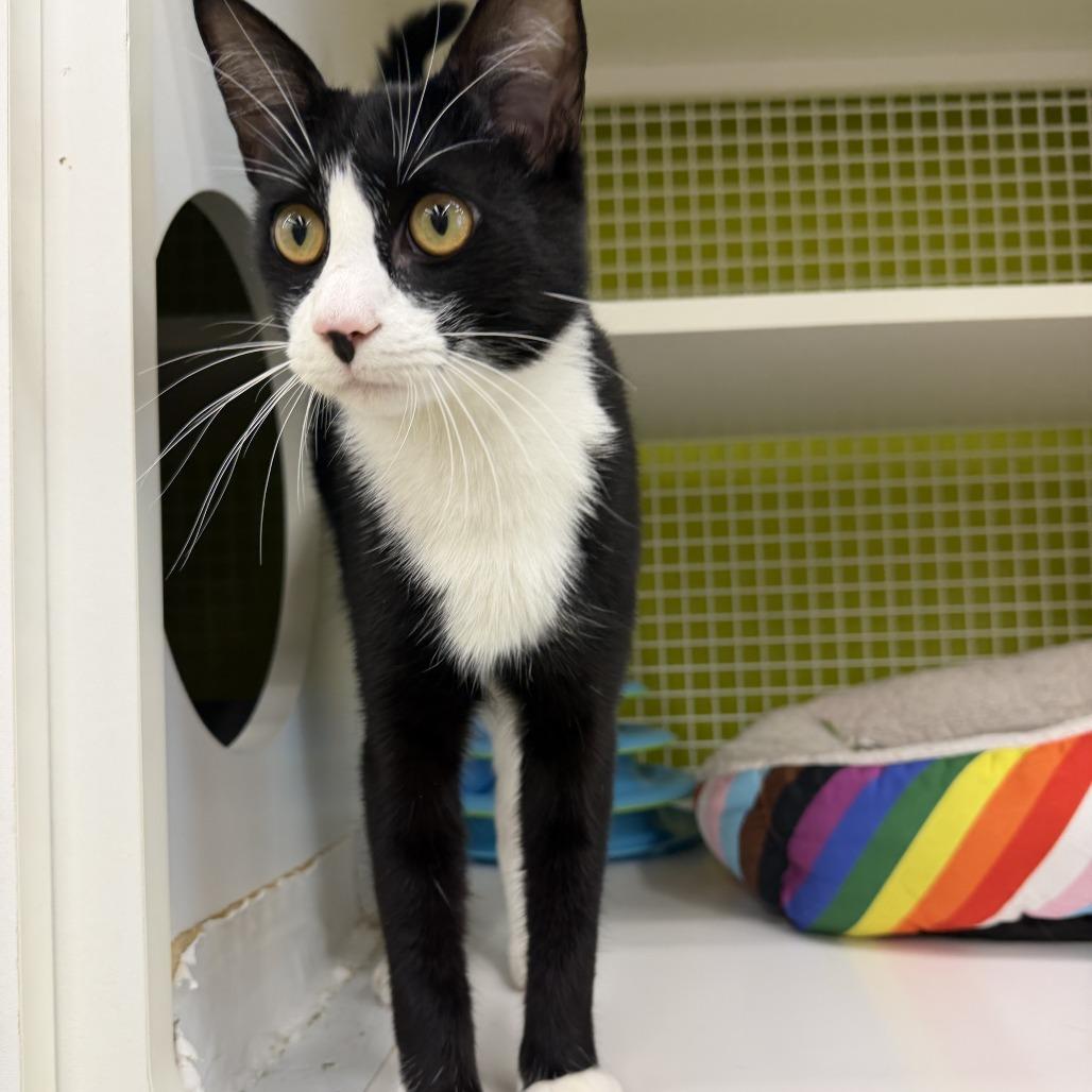 Hugo, a Adoptable Domestic Short Hair in Tallahassee, FL image 2/2