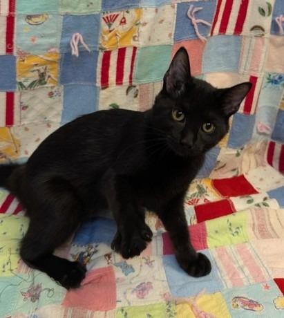 Gina baby Rapunzel, a Adoptable mixed breed in Crandon, WI image 2/2