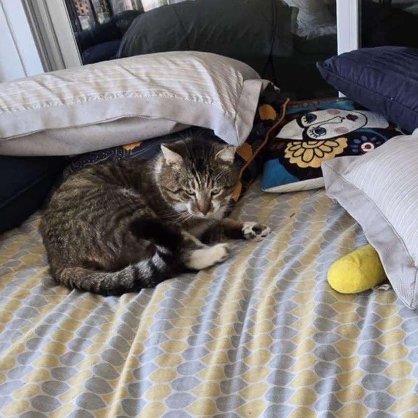 Ricky Bobby (FIV+) photo 2